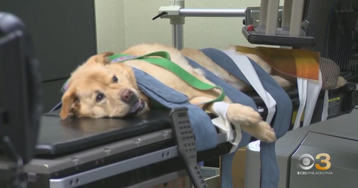 
    CBS3 Pet Project: Why pet health insurance makes sense - CBS Philadelphia