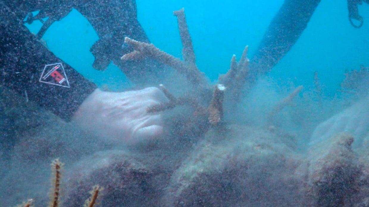 New innovations attempting to rescue coral reefs - 60 Minutes - CBS News