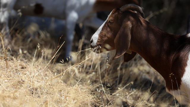 Bay Area Rapid Transit Deploys Grazing Goats To Mitigate Wildfire Hazards 