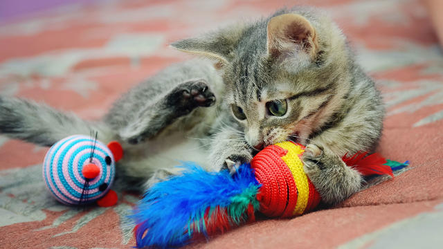 Cute home kitten playing with toys. 