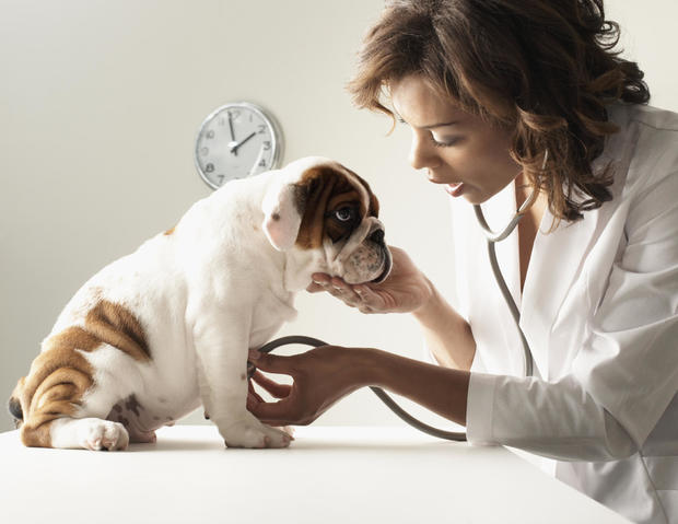 4 methods to get low-cost pet insurance coverage