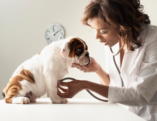 Mixed Race female veterinarian examining puppy 