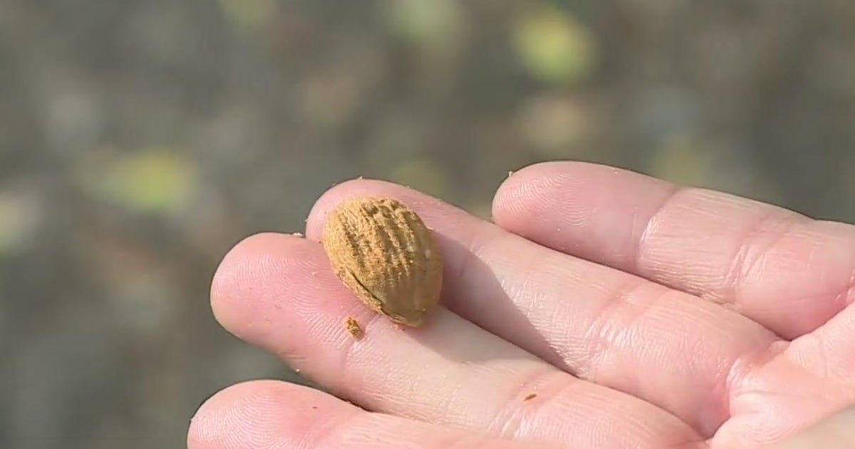 California growers get funding for ecofriendly farming CBS Sacramento