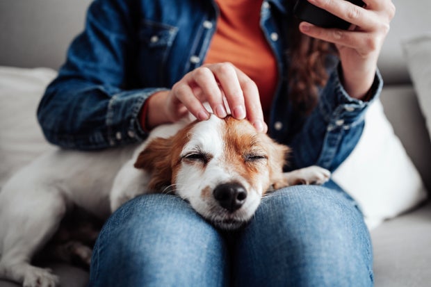 Dog lying on woman's lap at home 