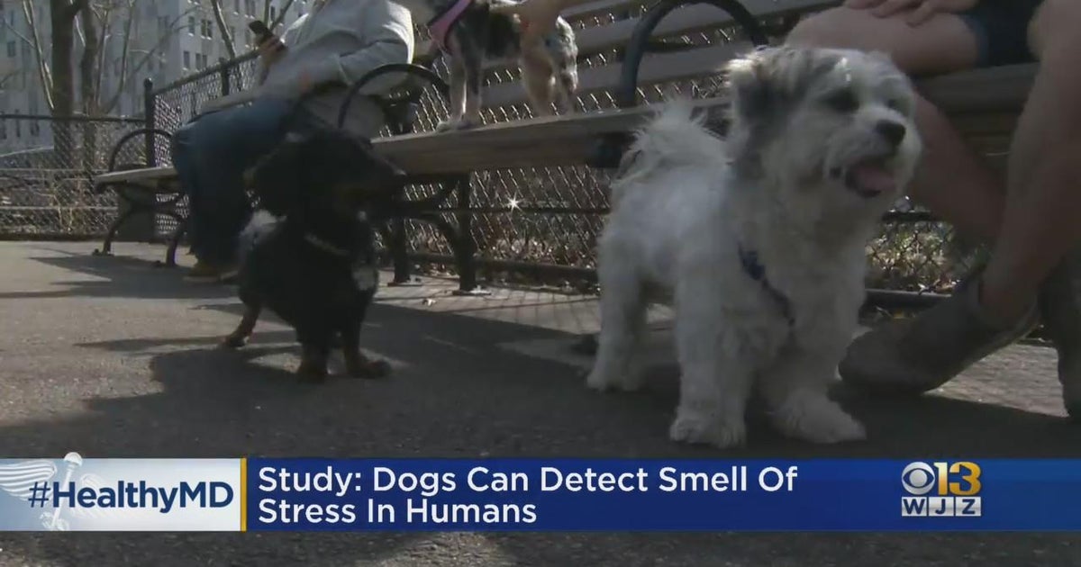 HealthyMD Dogs can detect smell of stress in humans CBS Baltimore
