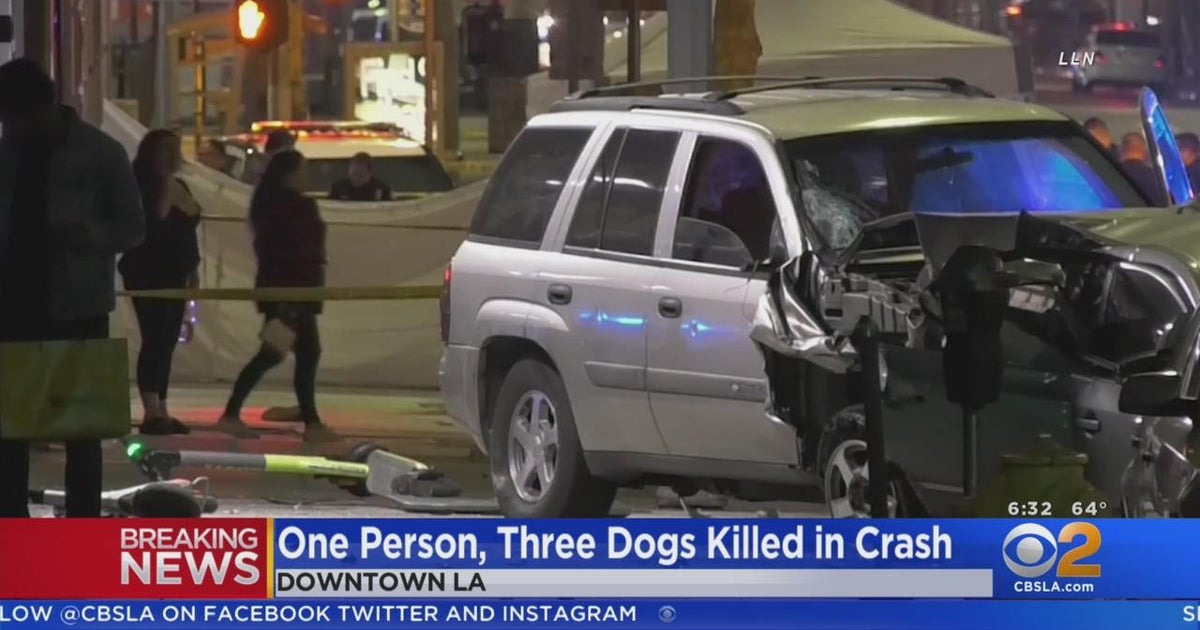 Man, his dogs killed after being struck by suspected DUI driver in ...