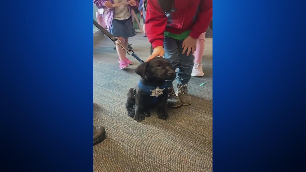 Meet "Riley" Arapahoe County Sheriff's Office therapy dog CBS Colorado
