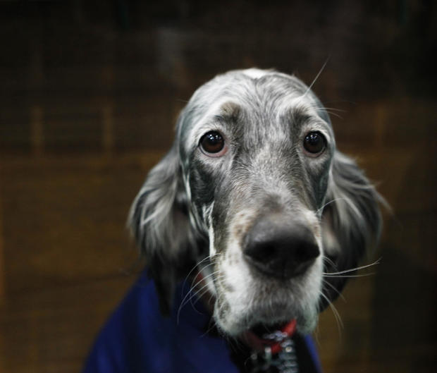An English Setter named Grakar Starstruck at Fleckers relaxes on day four of the Cruft's dog show at the NEC Arena on March 11, 2018 in Birmingham, England. The annual four-day event sees around 22,000 pedigree dogs visit the center, before the 'Best in Show' is awarded on the final day. 