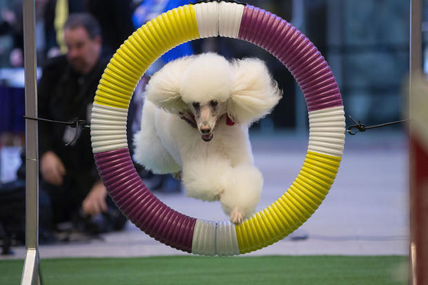A poodle jumps through a hoop at the 138th Annual Westminster Kennel Club Dog Show press conference at Madison Square Garden on January 15, 2014 in New York City. 