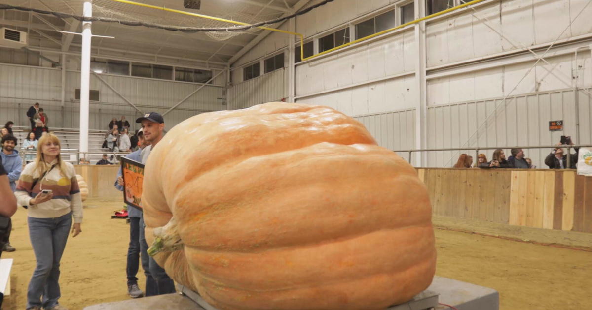 Giant pumpkin weighing 2,480 pounds breaks Topsfield Fair record CBS