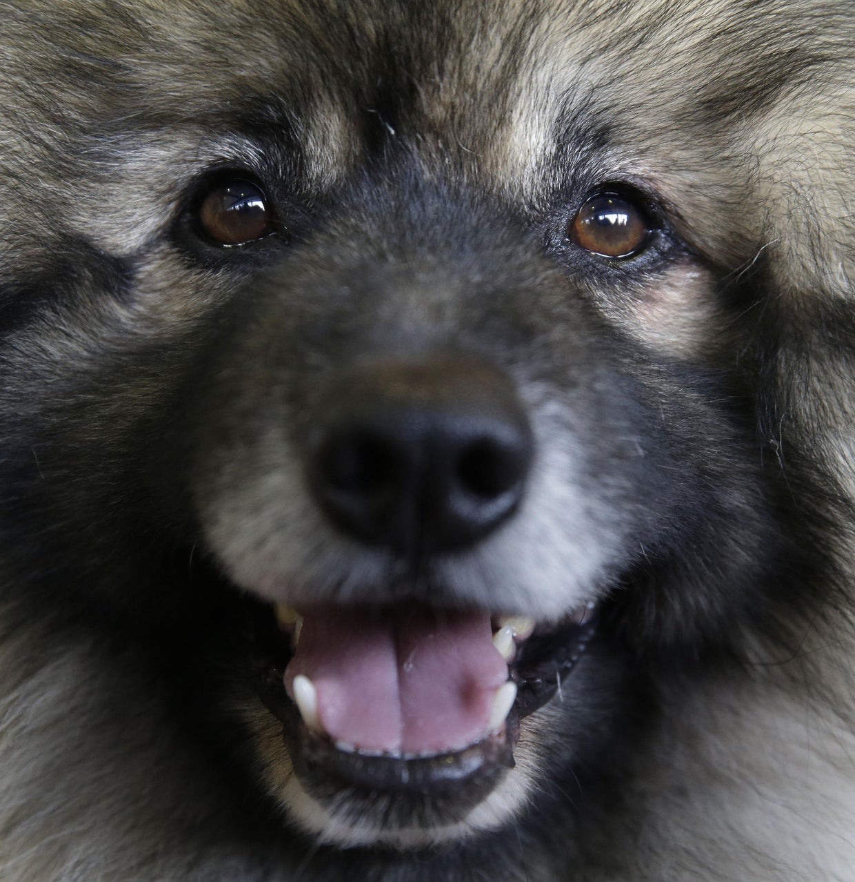 Keeshond 2 | Embird Embroidery Stock Designs E-Shop - Foto 6