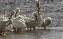 Extended Nature Video: Sanibel Island 