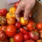Rising temperatures impact California tomato crops