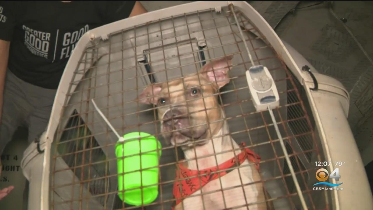 Dogs featured on Pet Pals spending holidays with new SWFL families - WINK  News