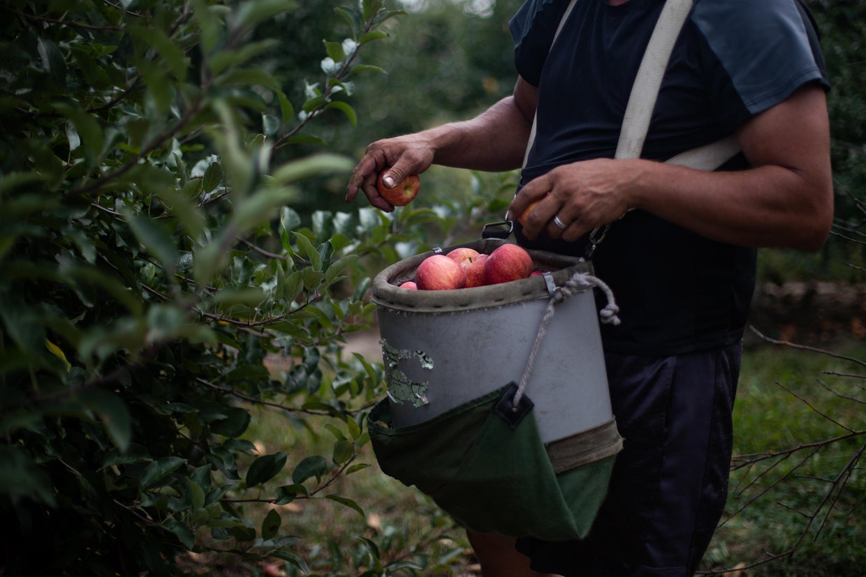An Apple Harvest As Production Forecast To Increase 