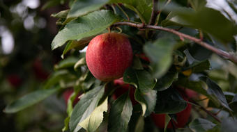 Inflation, labor shortages could put future of U.S. orchards in jeopardy 