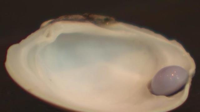 appraisal-for-rare-lavender-pearl-found-in-dish-served-at-delaware-restaurant-came-back.jpg 