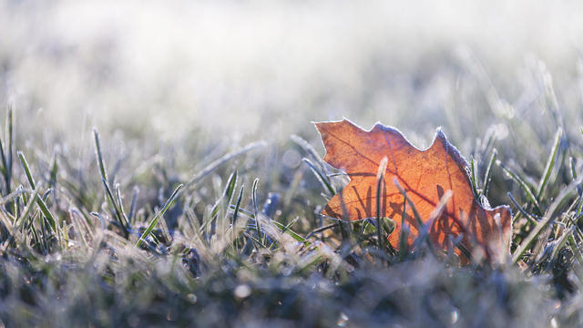 Fallen leaf covered in winter frost 