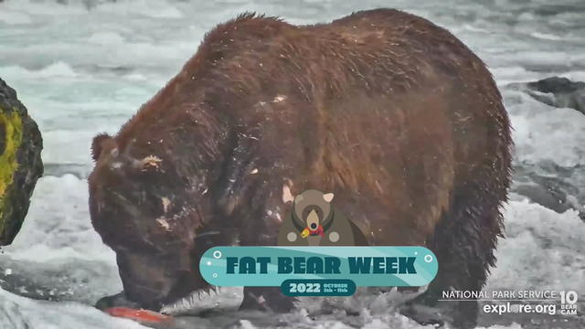 fat-bear-week.jpg 