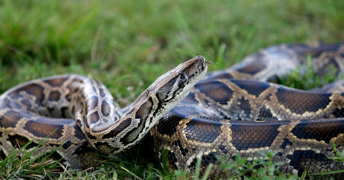 Man is accused of bringing 3 Burmese pythons into the U.S