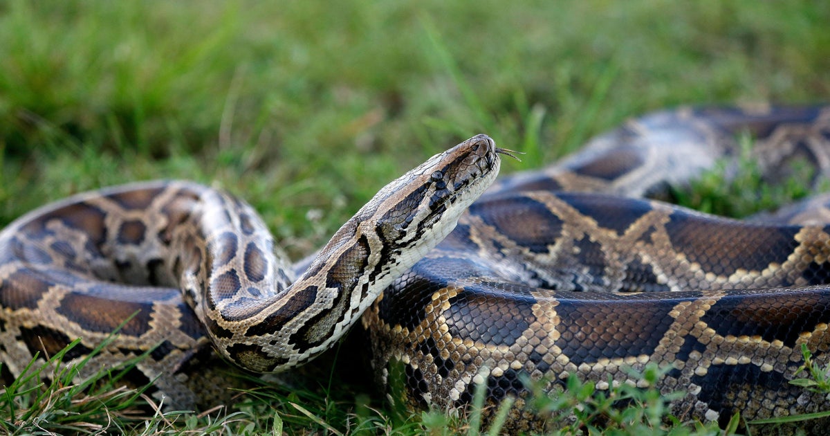 Conservancy removes more than 20 tons of Burmese pythons from Southwest Florida Conservancy removes more than 20 tons of Burmese pythons from Southwest Florida