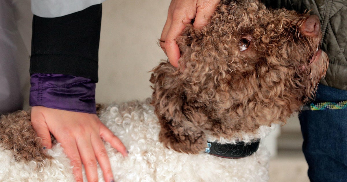 New study exhibits petting a pet dog boosts brain action