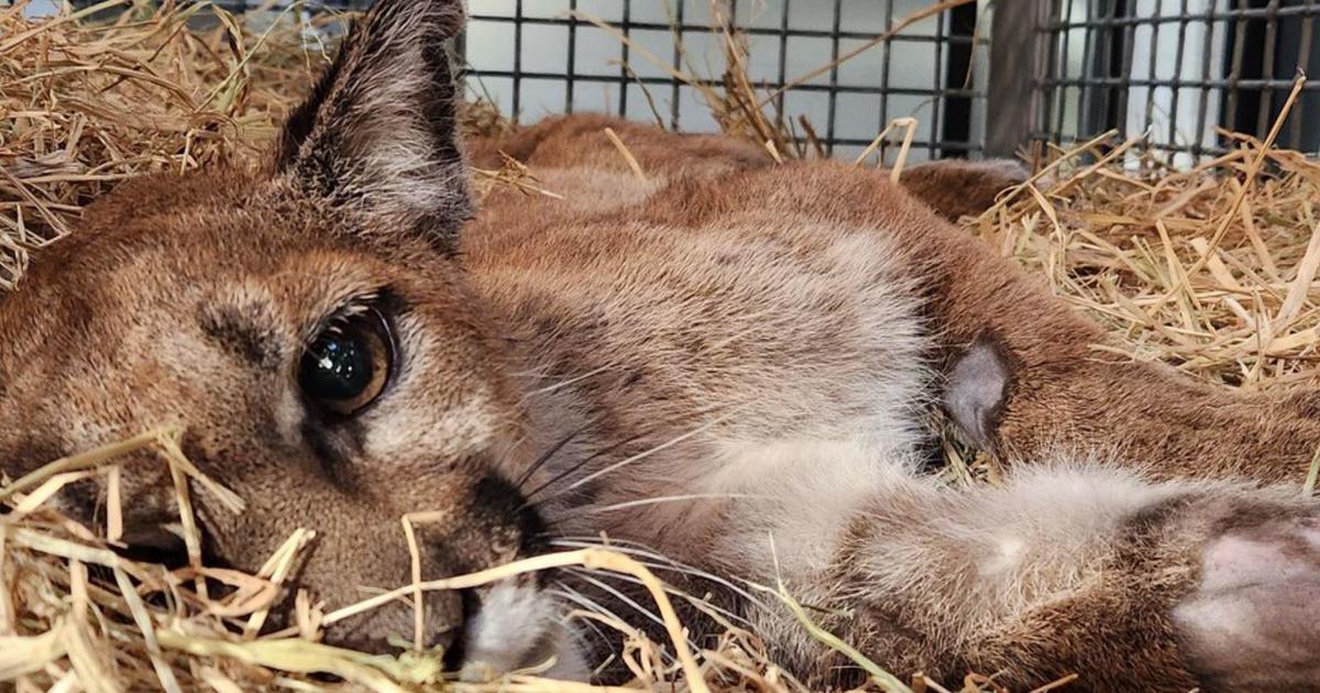 captured-santa-rosa-mountain-lion-battling-for-his-life-at-oakland-zoo