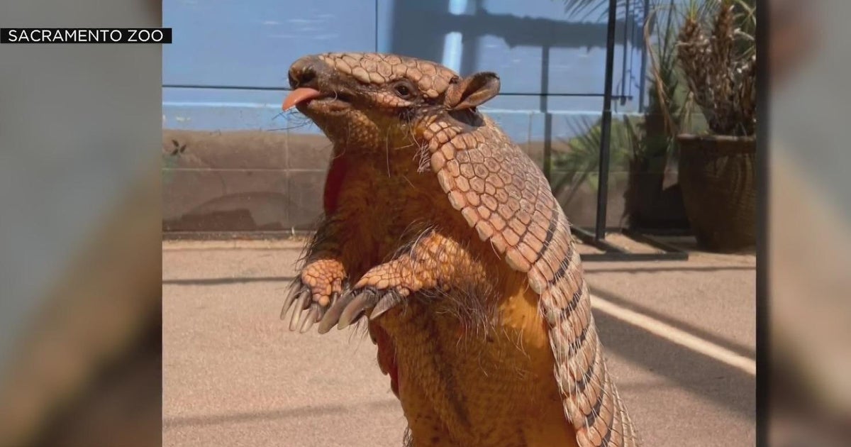 Sacramento Zoo searching for missing armadillo Josephine
