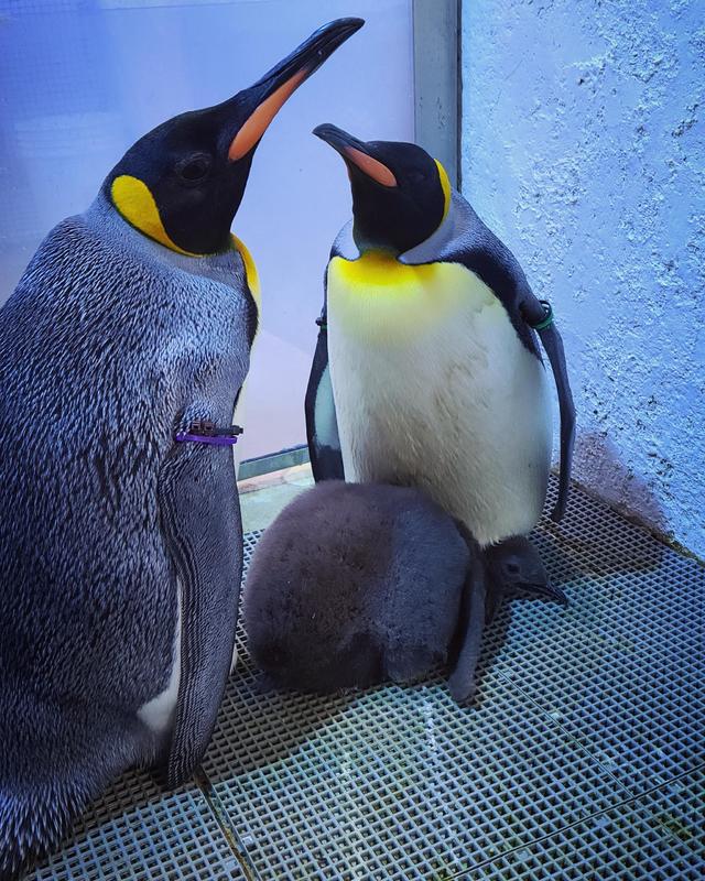 Partnership between Detroit, Cincinnati zoo leads to hatching of king  penguin chick - CBS Detroit