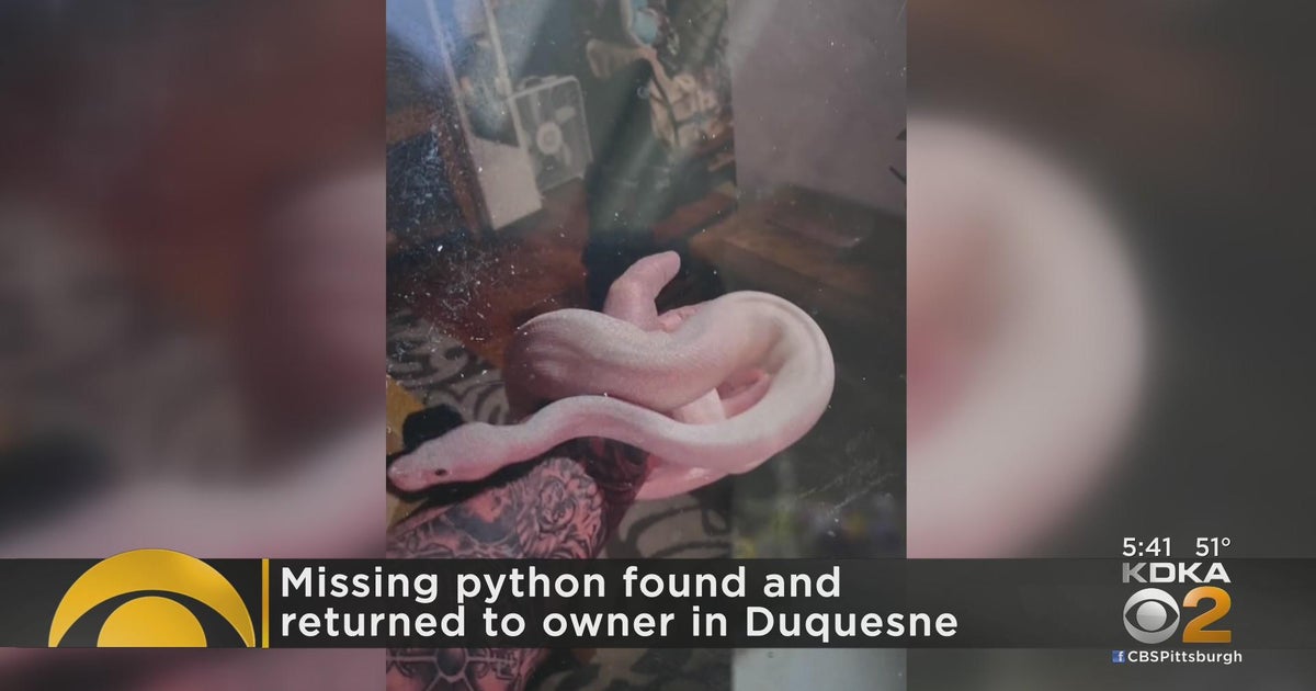Missing python found and returned to owner in Duquesne - CBS Pittsburgh