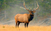 Extended Nature Video: Elk at Yellowstone 