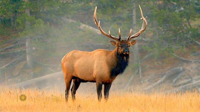 natureelk-1360964-640x360.jpg 