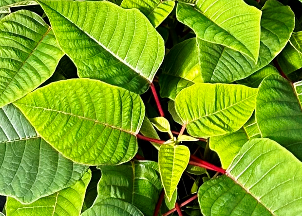 poinsettia-branches.png 