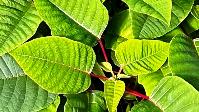 poinsettia-branches.png 
