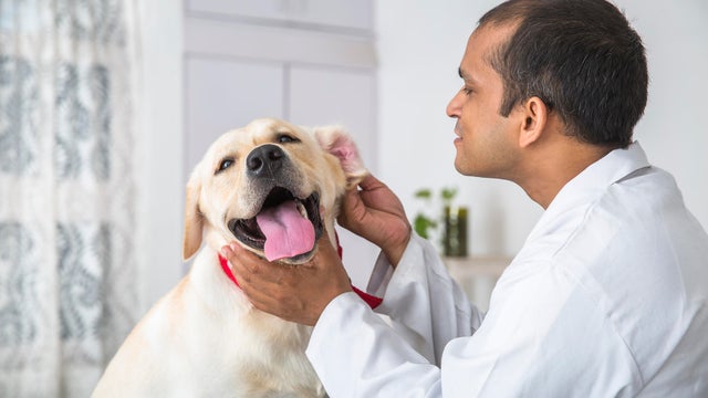 Veterinary Doctor Does Medical examination on a Yellow Labrador Retriever 