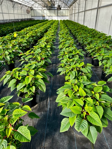 poinsettias-bell-nursery.png 