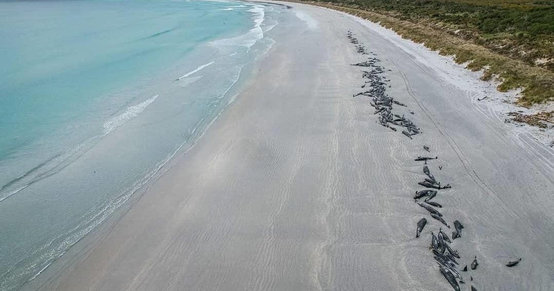 Dozens Of Pilot Whales Die In New Zealand's 3rd Mass Stranding In A Week