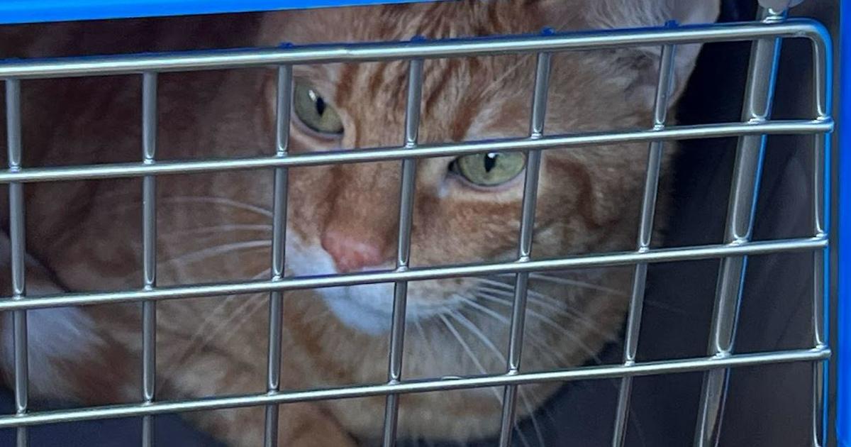 More dogs and cats arrive from Florida looking for homes - CBS Boston