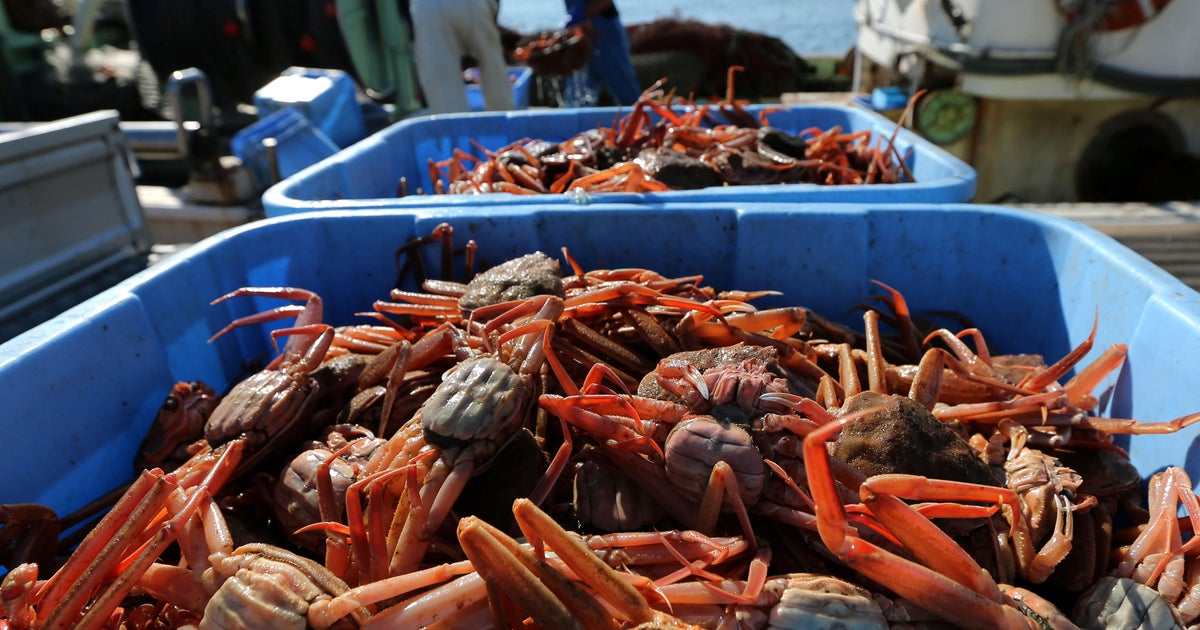 Alaska snow crab season canceled as officials investigate disappearance of  an estimated 1 billion crabs - CBS News