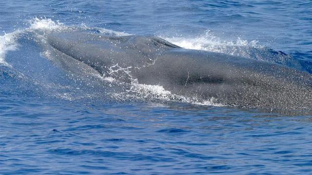 750x500-gom-brydes-whale.jpg 