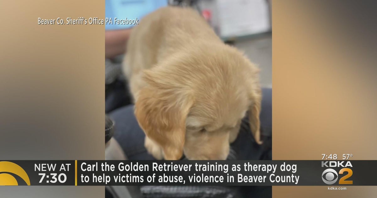 Meet Carl the Golden Retriever - CBS Pittsburgh
