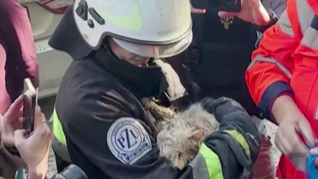 rescuedcatkyiv-1384267-640x360.jpg 