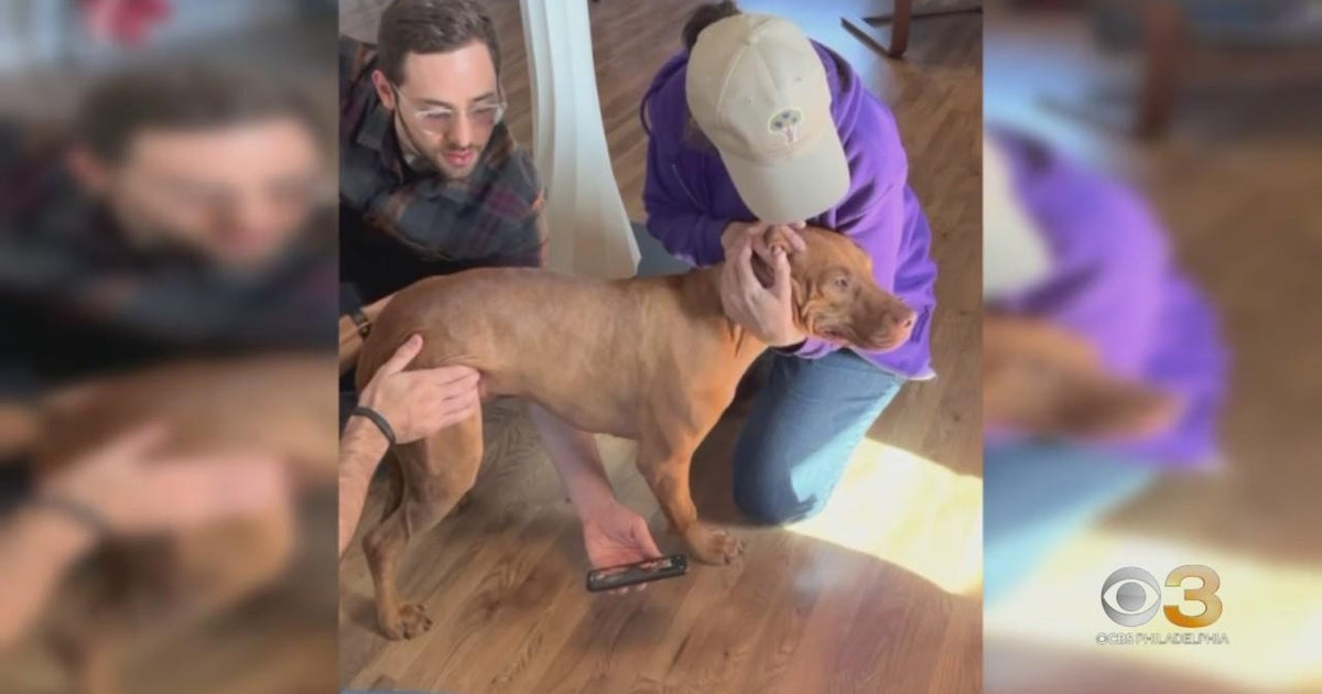 Dog injured in Philadelphia hit-and-run getting new lease on life ...