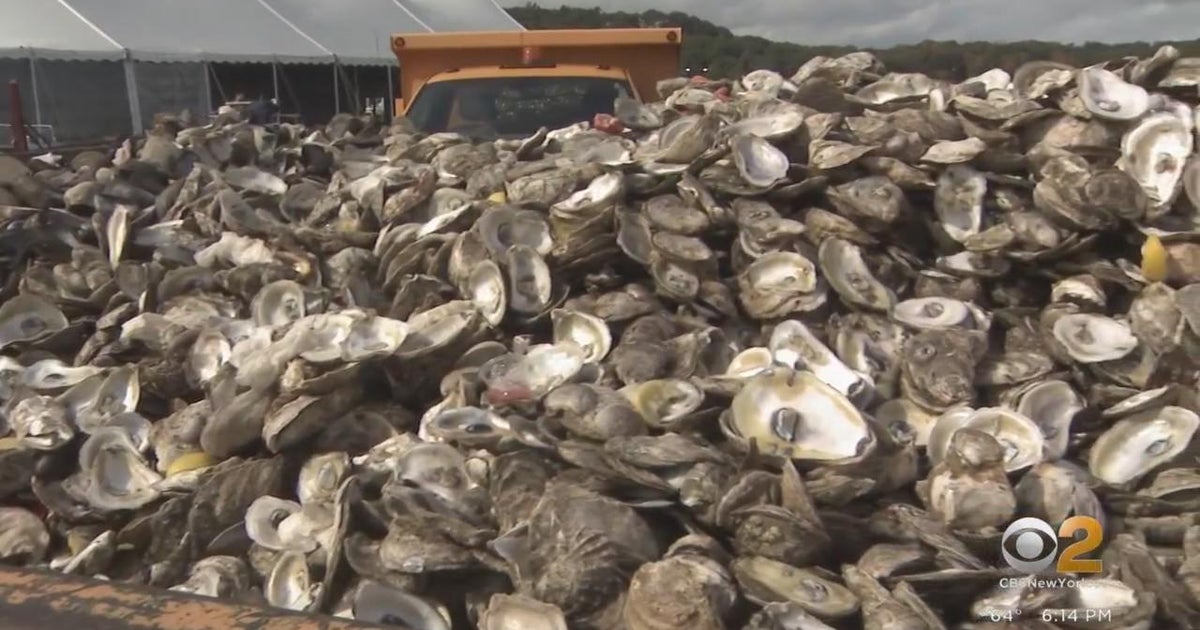 Discarded shells from Oyster Bay Oyster Festival saved to restore ocean