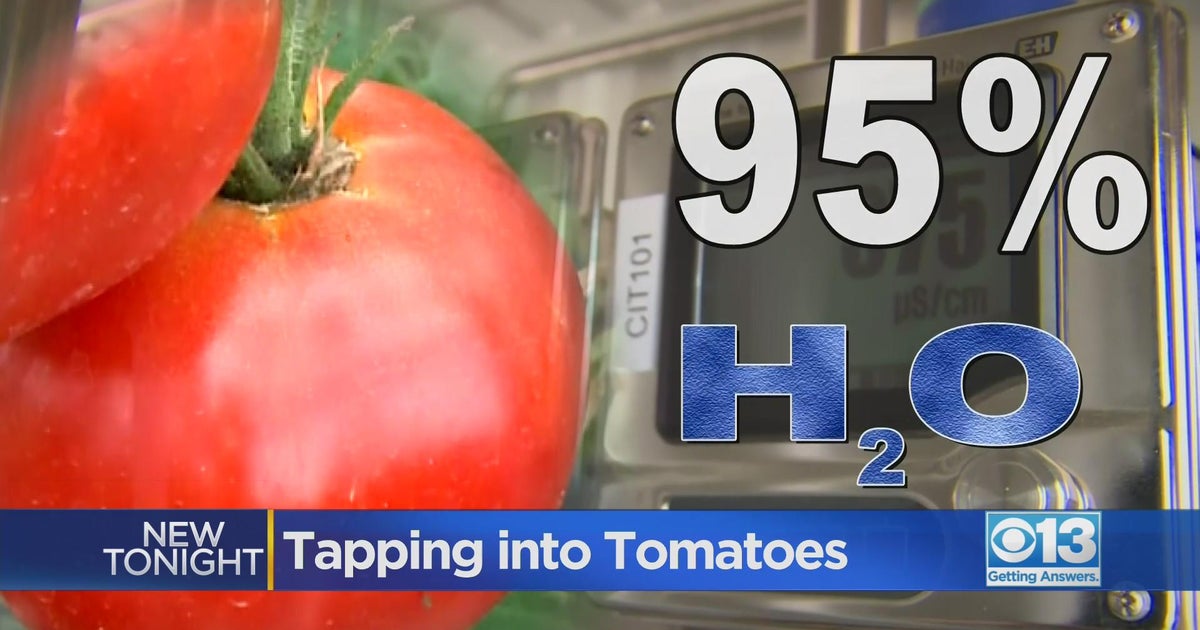 Truckloads of tomatoes containing drinking water are processed in the central valley