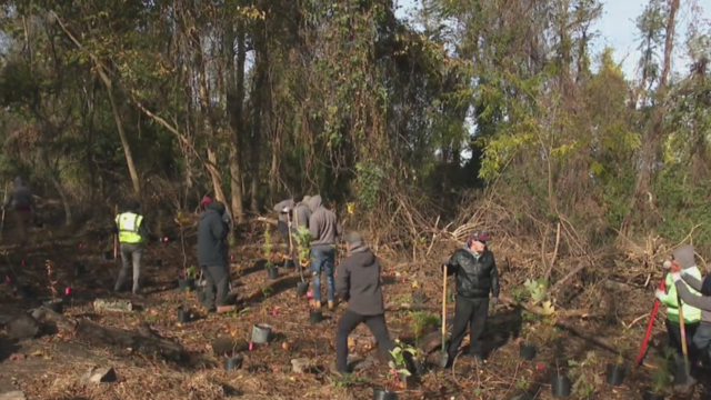 hazelwood-tree-planting.png 