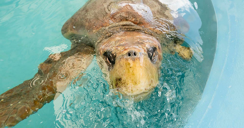 Zoo Miami loggerhead sea turtle
