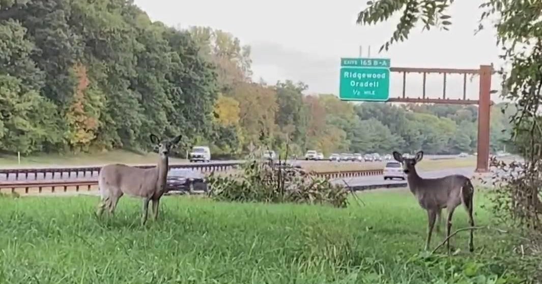 New Jersey warns drivers deer more likely to cross roads and highways