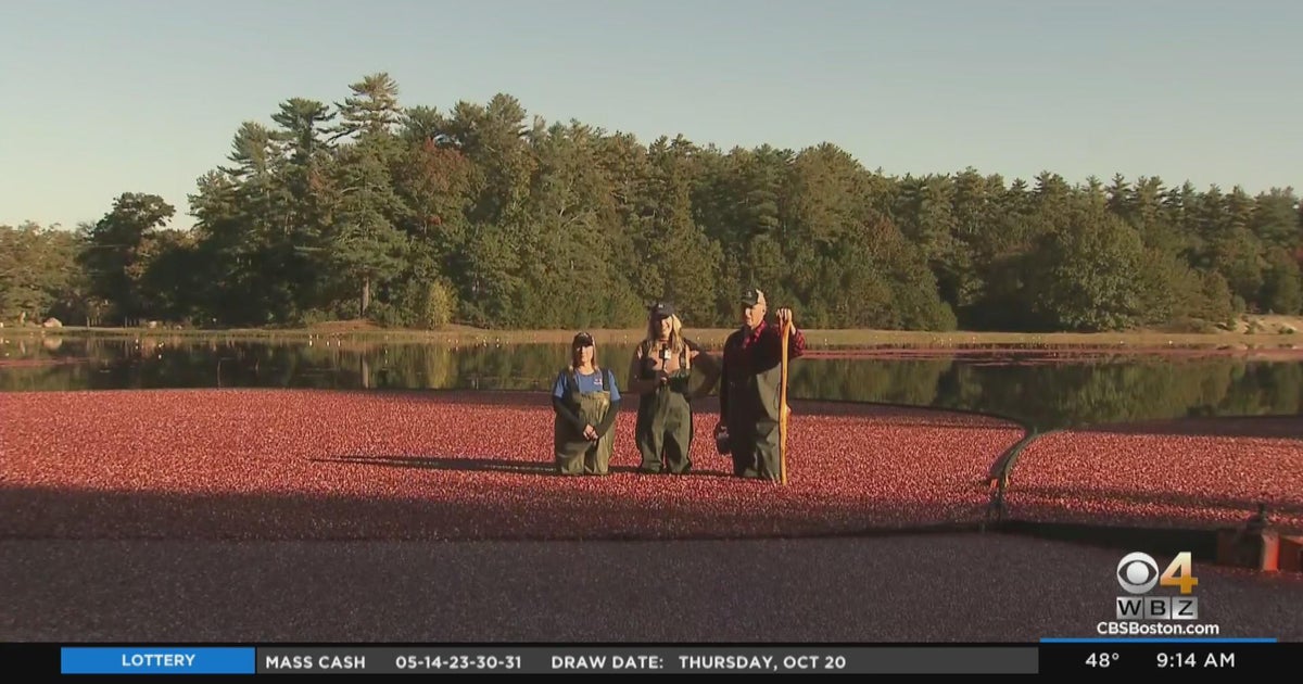 Cranberry bog tours now open in southeastern Massachusetts CBS Boston