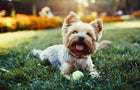 Beautiful yorkshire terrier playing with a ball on a grass 